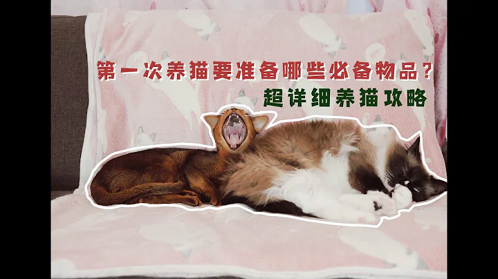 【养猫必看】新手第一次养猫必备品清单指南，纯干货不踩雷，请放心食用 - 天天要闻