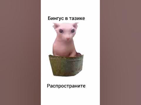 Бингус в тазике | Пародия на "шлёпа в тазике" #мемы #шлёпа #бингус # ...