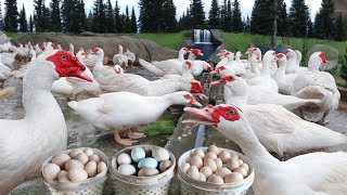 เก็บไข่เป็ดมัสโกวี - เลี้ยงเป็ดมัสโกวีเพื่อเป็นไข่