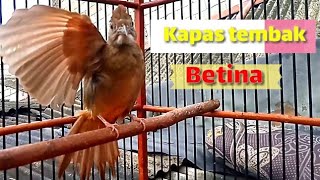 Suara kapas tembak betina gacor,Ampuh pancing bunyi kapas tembak bahan nyaut bunyi