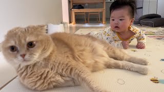 the lovely behavior of cats for baby.