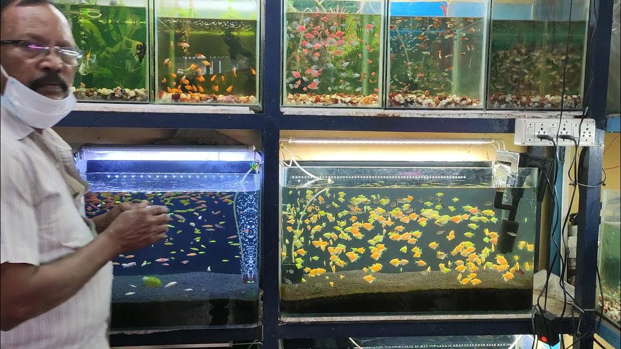 Annai Aquarium fish tank setup near Anna Arch Chennai YouTube
