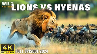 Lions Vs Hyenas Clash Of Predators In The Savannah Animal Doentary