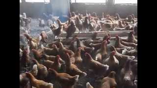 Ferme Avicole de Salimde Cont 00228 92613912  Sokodé Togo