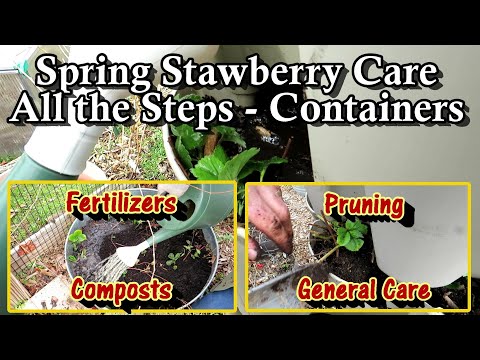 Spring Strawberry Plant Care Basics: Containers, Pruning, Compost, Fertilizing, and Nitrogen Time!