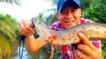 Câu Cá Lóc Đồng Đứng 1 Chỗ Dính 3 Con, 2 Hugo - Snakehead Fishing Stick 1 Stick 3 Children 2 Hugo