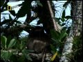فيديو حصري لحيوان الكسلان - ناشونال جيوغرافيك