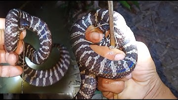 CẮM CÂU RẮN TRUN ĐƠN GIẢN HIỆU QUẢ / PHONG VU TV