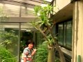 水戸市植物公園　園長の部屋　vol.２　マダガスカルの･･･ああそうかい