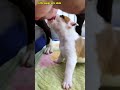 幸せを運ぶ子犬 #KoreaPuppies #JapanDogs
