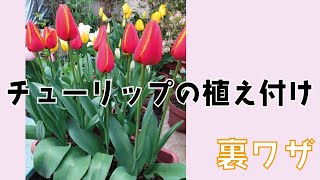 チューリップ球根の植え付け-美しく上品に咲かせるための4つのポイント（裏ワザ公開！）