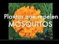 Como REPELER con plantas a los MOSQUITOS