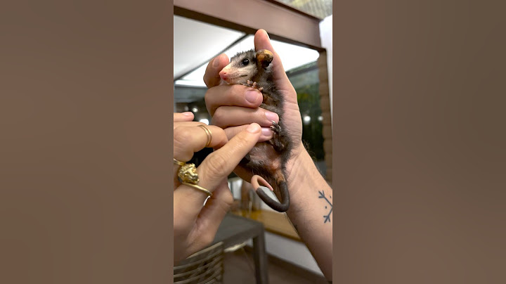 This Couple Didn’t Expect To Become Parents To A Baby Possum l The Dodo