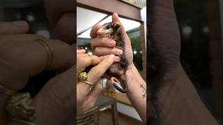 This Couple Didn’t Expect To Become Parents To A Baby Possum l The Dodo