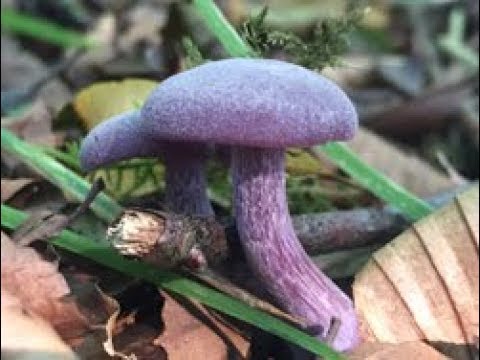 Amethyst Deceivers, Laccaria amethystina. Deceivers, Laccaria Laccata. Inocybe geophylla