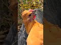ニワトリ落ちてたから拾った