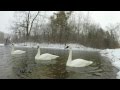 Trumpeter Swans in Winter