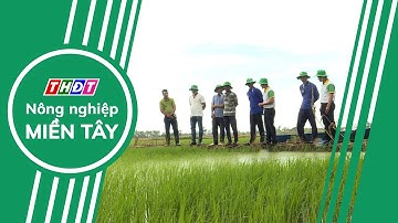 Toàn cảnh Nông nghiệp - 29/11/2024 | Nông nghiệp Miền Tây