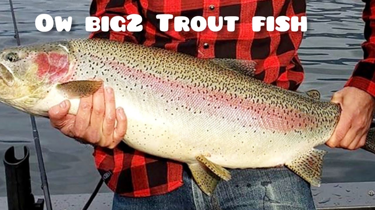 Trout fish Farm Shergaon Arunachal Pradesh India YouTube