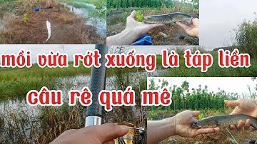 Câu rê cá lóc, mồi rơi xuống là táp luôn quá đã 