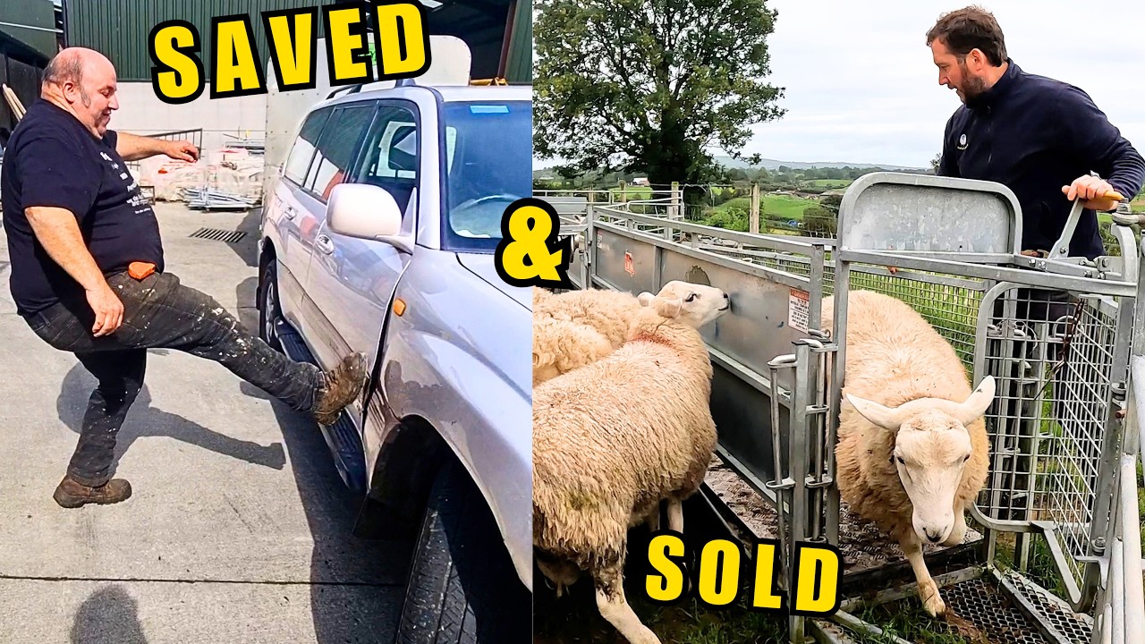 Picking Factory Lambs & Some BRUTAL Land Cruiser Repairs!