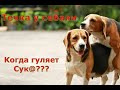 Течка у собак: Когда можно вязать собаку??? Собачья Свадьба в разгаре. На какой день гуляет собака??