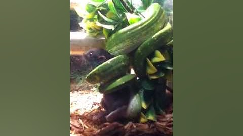 Green tree python eating baby rat