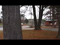 Red-tailed hawk released in Falmouth