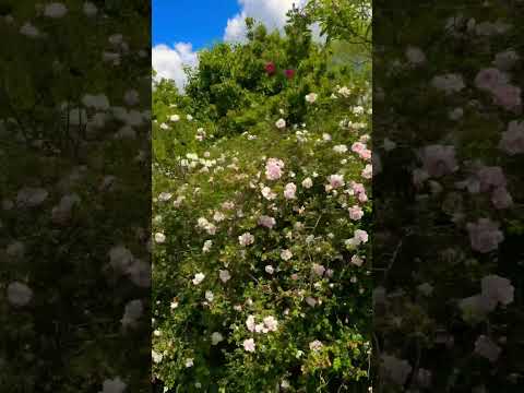 Beautiful flowers 🌹
