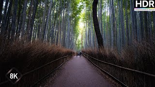 【8K HDR】I Treked Through the BAMBOO FOREST and Found Peace ASMR IMMERSED by City Odyssey 85 views 6 months ago 15 minutes