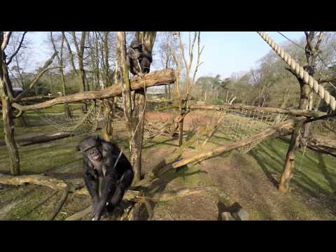 Chimpanser halen drone til beneden og filme Elkaar! | chimpanse