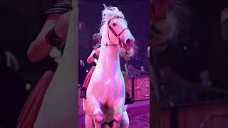 Cirque Ma&#39;Ceo coming toi Bonita Springs, FL 2024 - performing horses