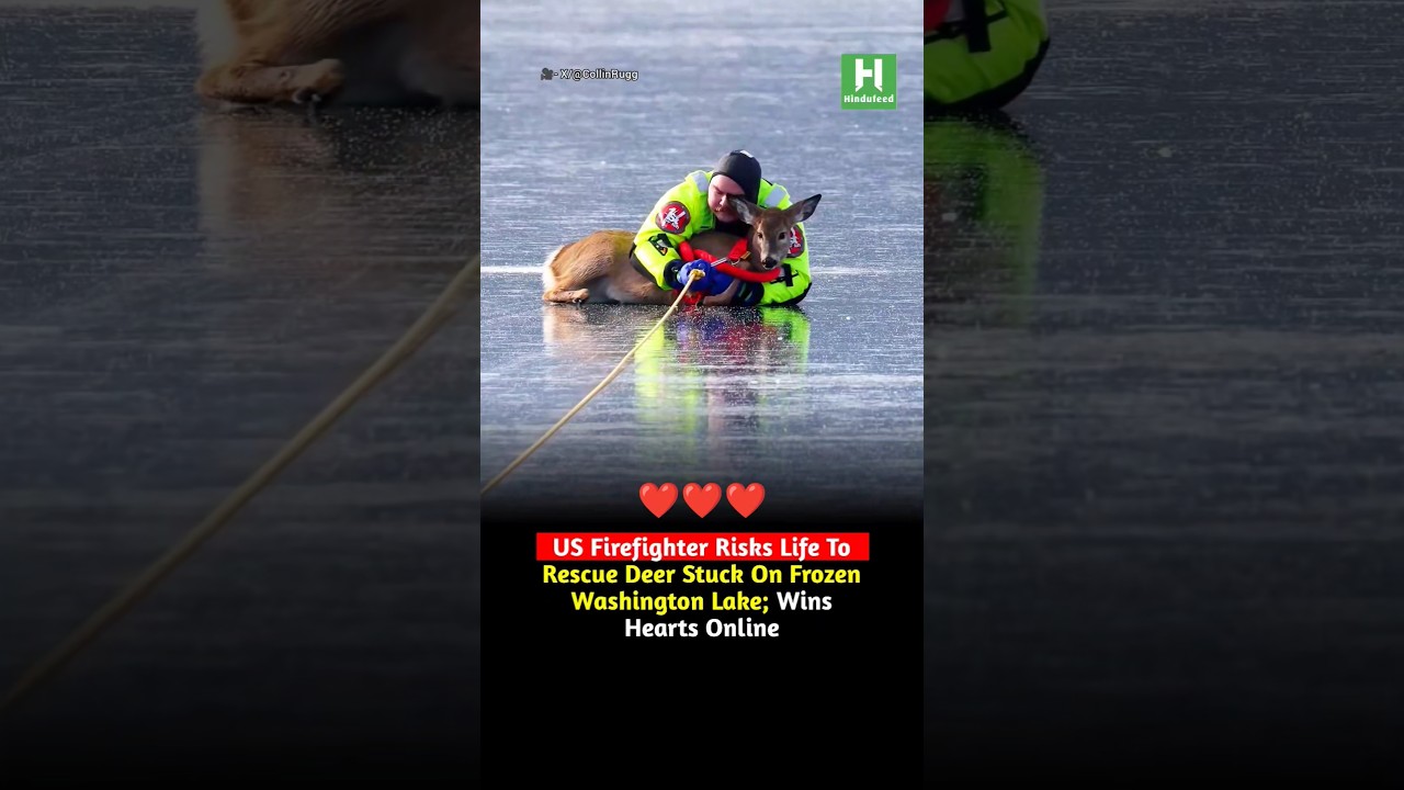 US Firefighter Risks Life To Rescue Deer Stuck On Frozen Washington Lake; Wins Hearts Online
