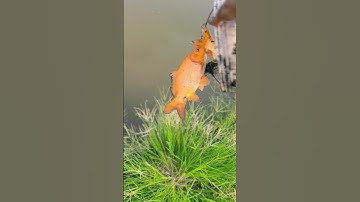 Bắt cá dưới ao #hienonha #mientay #short