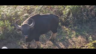 Bison 🦬 Attack in Kodaikanal