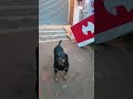 judo मेरा बात क्यों नहीं मानता है#rottweiler #dogloversdog