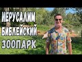 Иерусалим. Израиль. Библейский зоопарк 2020.