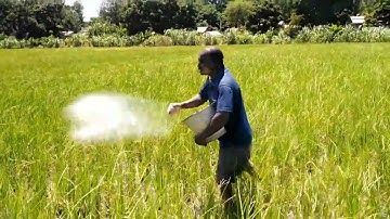 Apply fertilizer in a rice farm through broadcasting