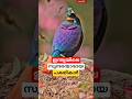 ഇന്ത്യയിലെ സുന്ദരന്മാരായ പക്ഷികൾ #shortsvideo #birds #malayalam