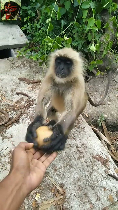 Hanuman