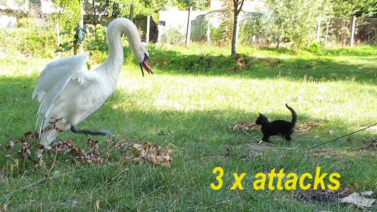 Swan attacks the cat 3 times in a row