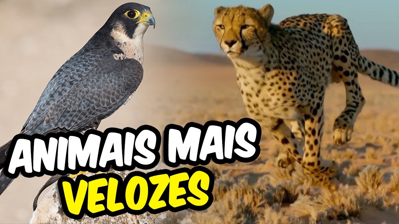 Os Animais Mais Rápidos do Mundo - YouTube