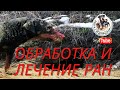 Охота с ягдтерьером, лечение собаки  после охоты на лису.Fox Hunt with Jagdterrier.