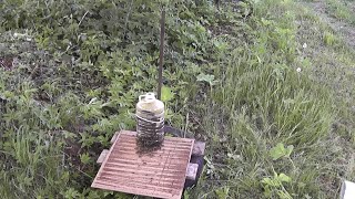 заселение пчёлами  баклажки