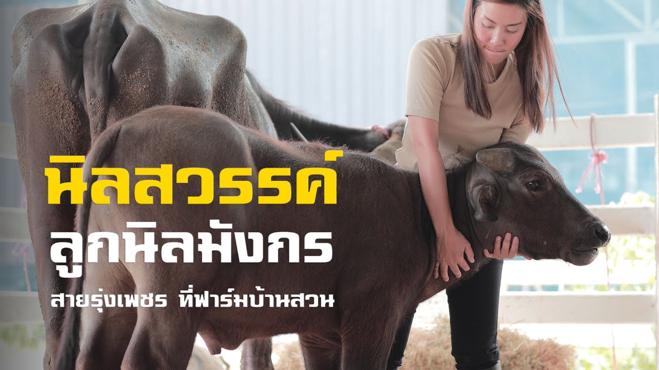 เปิดประวัติอนาคตยักษ์ดำ #นิลสวรรค์ สายพัฒนา