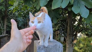 Cute cat climbs on the wall every day waiting for me to bring food.