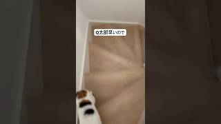 おはようございます#shorts #cat #猫 #エキゾチックショートヘア