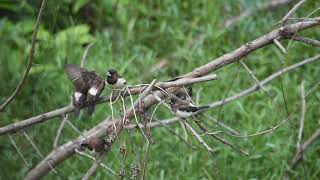 Black Headed Munia