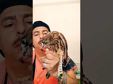 طريقة إطعام الصقر من يدك وإزالة الخوف منها صيد جديد Birds