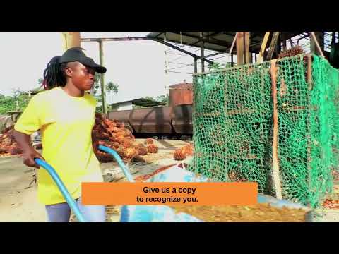Investors Invade Sinoe Palm Plantation